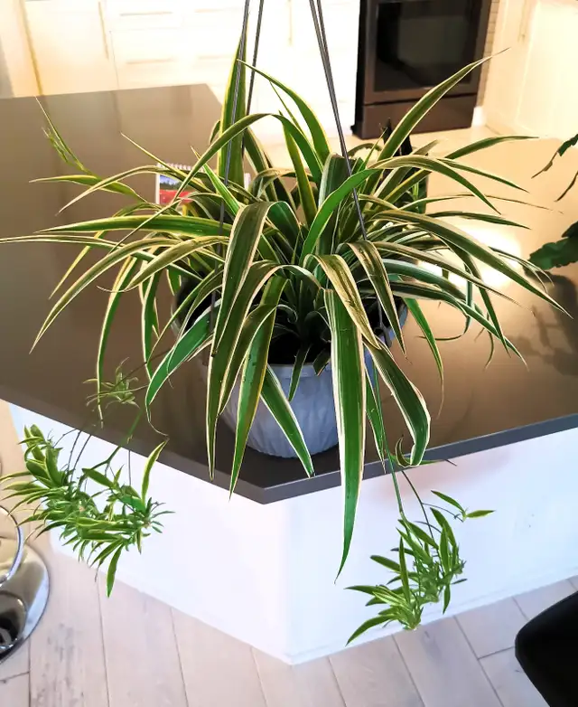 Edging Chlorophytum Comosum - Photo 3