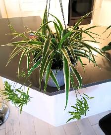 Edging Chlorophytum Comosum - Photo 3