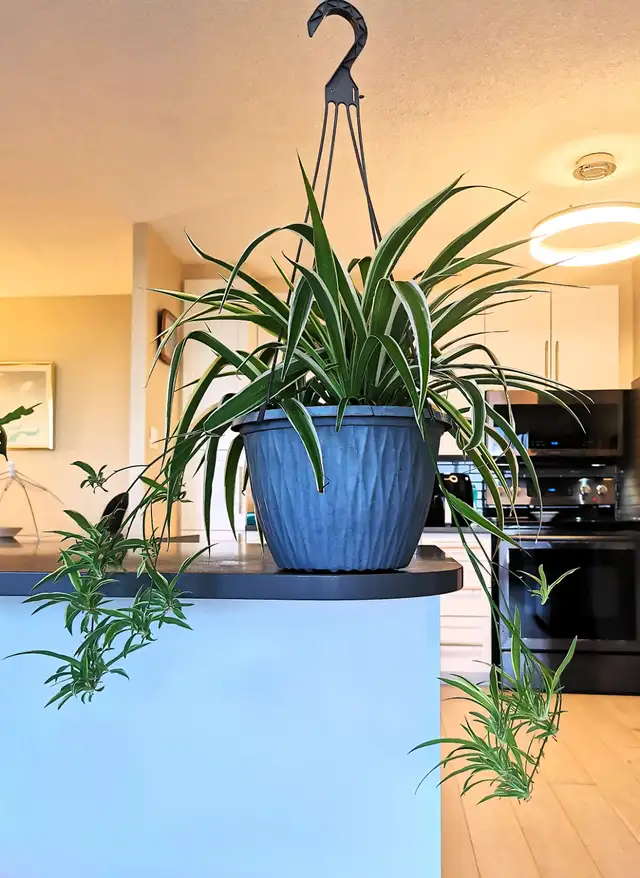 Edging Chlorophytum Comosum - Photo 5