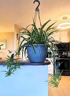 Edging Chlorophytum Comosum - Photo 5