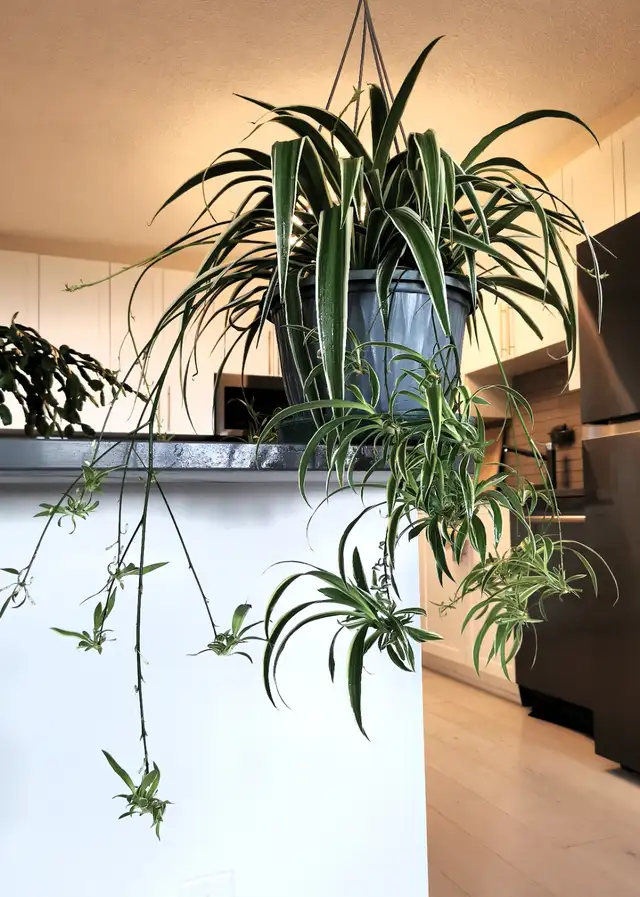 Edging Chlorophytum Comosum - Photo 6