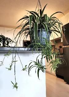 Edging Chlorophytum Comosum - Photo 6