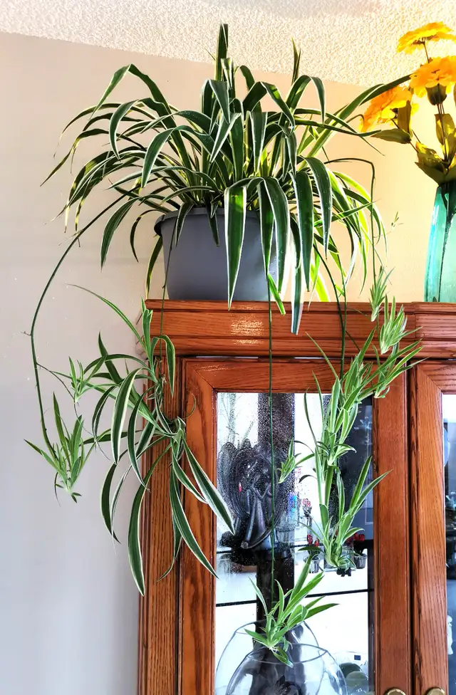 Edging Chlorophytum Comosum - Photo 8