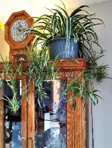 Edging Chlorophytum Comosum - Photo 9