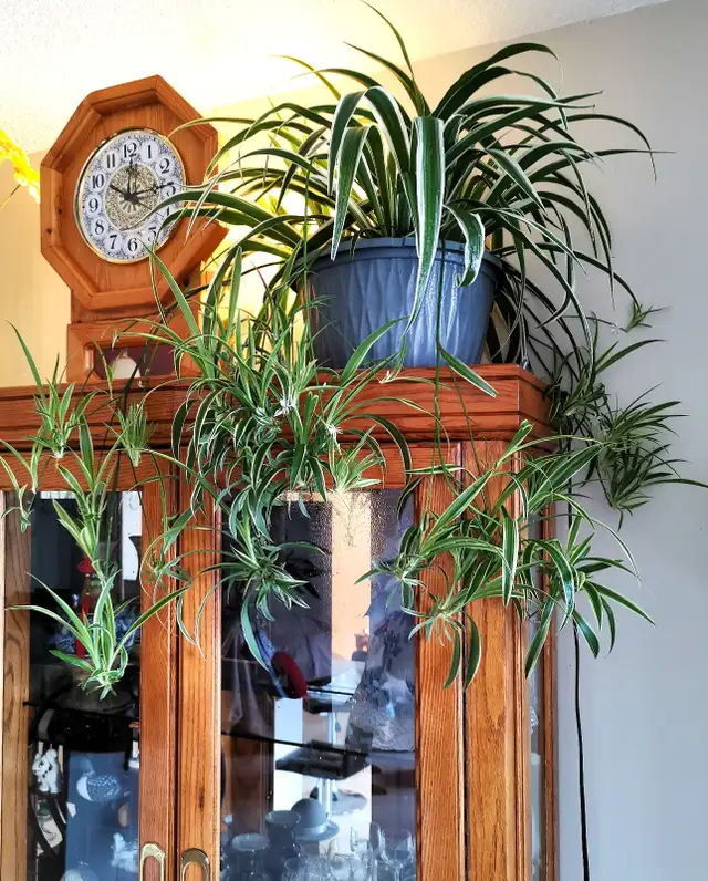 Edging Chlorophytum Comosum - Photo 10