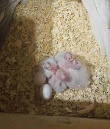 Adorably baby cockatiel available soon