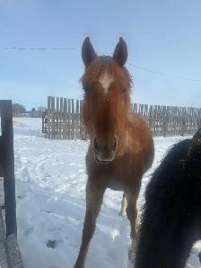 grade red roan colt