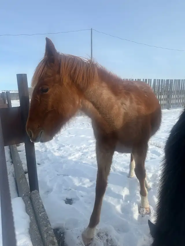 grade red roan colt - Photo 2
