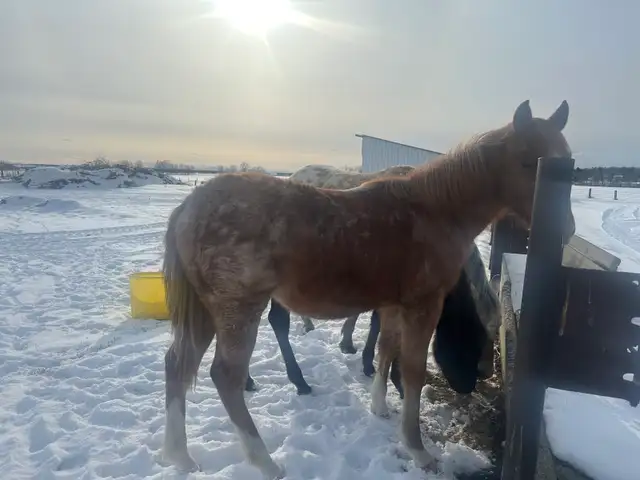 grade red roan colt - Photo 3