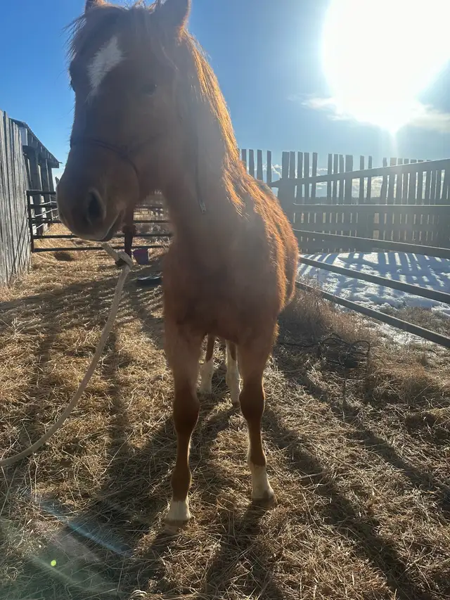 grade red roan colt - Photo 4