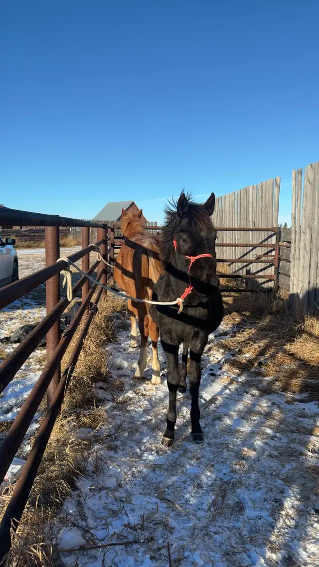 grade red roan colt - Photo 6
