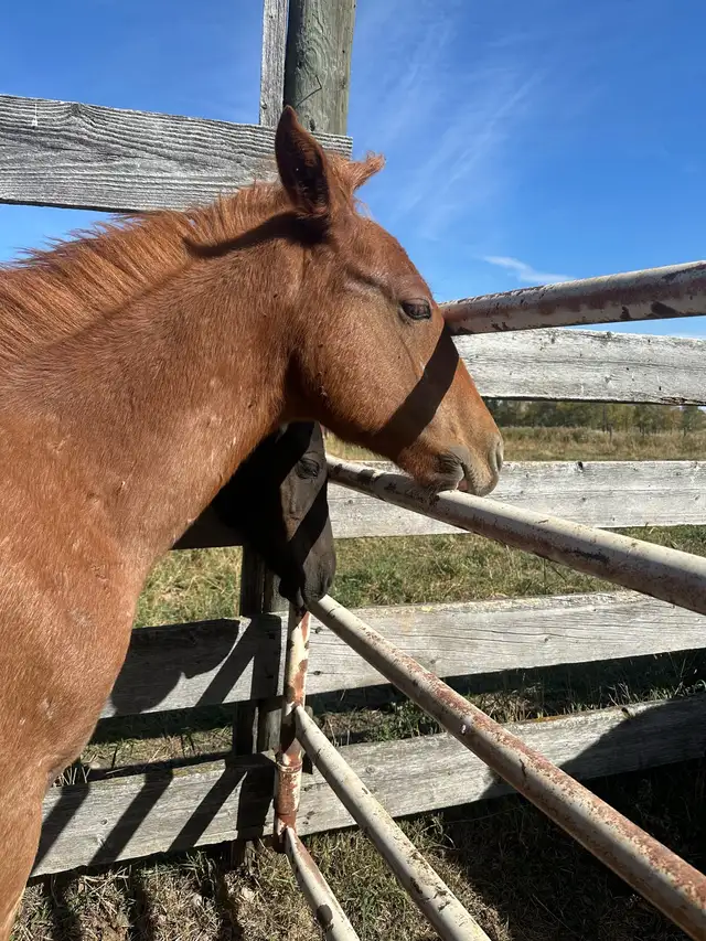 grade red roan colt - Photo 10