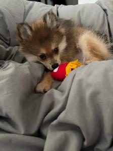 Pomeranian Puppy - Photo 2