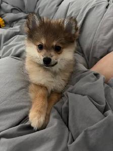 Pomeranian Puppy - Photo 3