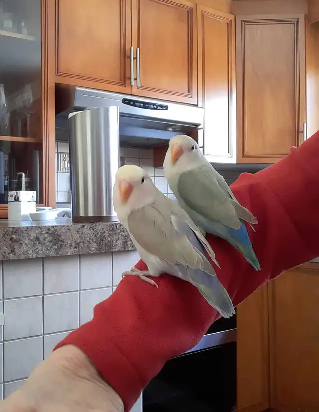 beaux bébés inséparables roseicollis nourrient à la main