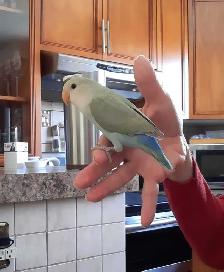 beaux bébés inséparables roseicollis nourrient à la main - Photo 3