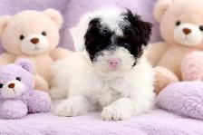 1 CHIOT MÂLE MALTIPOO VACCINÉ 819-473-3576 - Photo 4