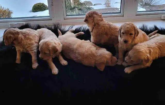 Goldendoodle Puppies