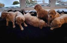 Goldendoodle Puppies