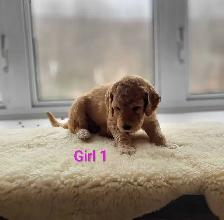 Goldendoodle Puppies - Photo 2