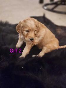 Goldendoodle Puppies - Photo 3