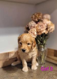 Goldendoodle Puppies - Photo 4
