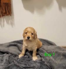 Goldendoodle Puppies - Photo 5