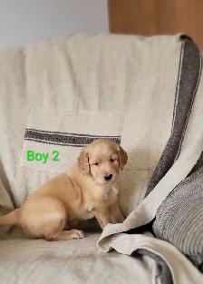 Goldendoodle Puppies - Photo 6