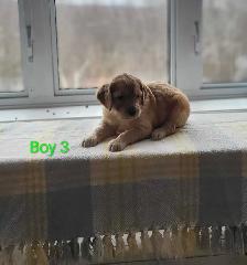 Goldendoodle Puppies - Photo 7