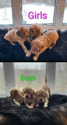 Goldendoodle Puppies - Photo 8