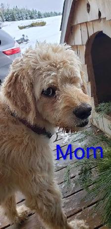 Goldendoodle Puppies - Photo 9