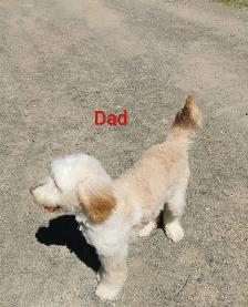 Goldendoodle Puppies - Photo 10