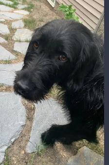 Experienced pet sitter - Photo 5