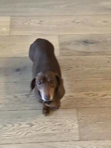 Experienced pet sitter - Photo 6