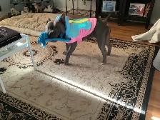 Experienced pet sitter - Photo 7