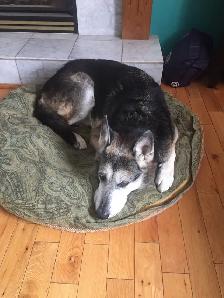 Experienced pet sitter - Photo 9