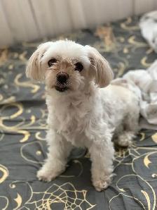 Experienced pet sitter - Photo 10