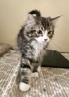 Catsitter/ Small Pet Boarding NW - Photo 6