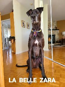 Pension 5 ETOILES pour chiens en milieu familial - Laval(^.^) - Photo 8