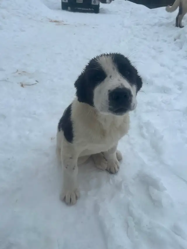 Alabai (Central Asian Shepherd) female puppy