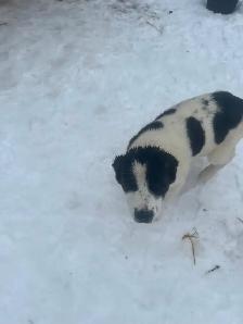 Alabai (Central Asian Shepherd) female puppy - Photo 3