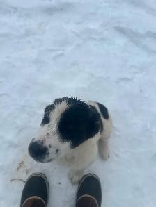 Alabai (Central Asian Shepherd) female puppy - Photo 4