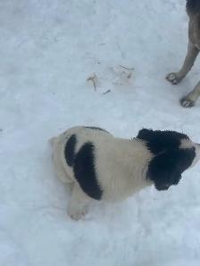Alabai (Central Asian Shepherd) female puppy - Photo 5