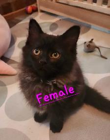 Ragdoll kittens - Photo 2