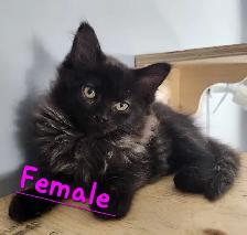 Ragdoll kittens - Photo 6