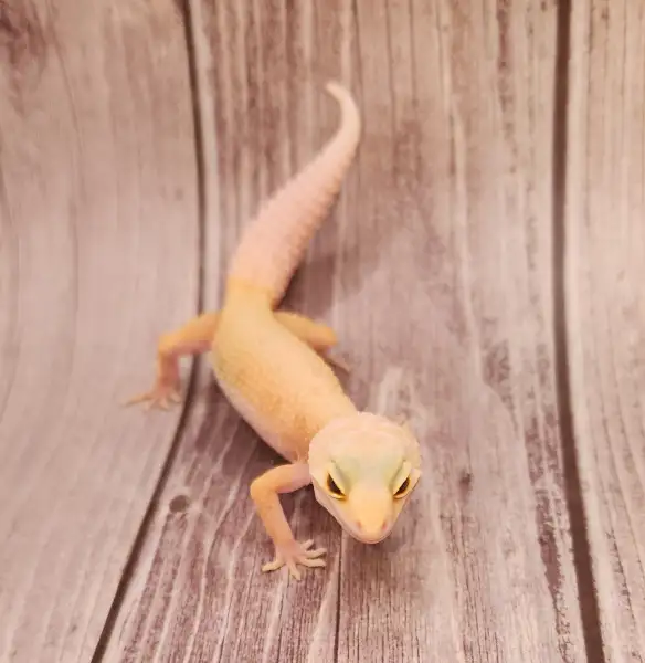 gecko leopard lemon leucistic