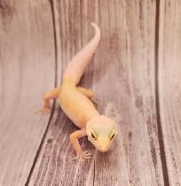gecko leopard lemon leucistic