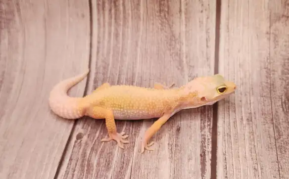 gecko leopard lemon leucistic - Photo 2