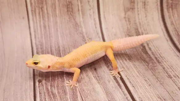 gecko leopard lemon leucistic - Photo 3
