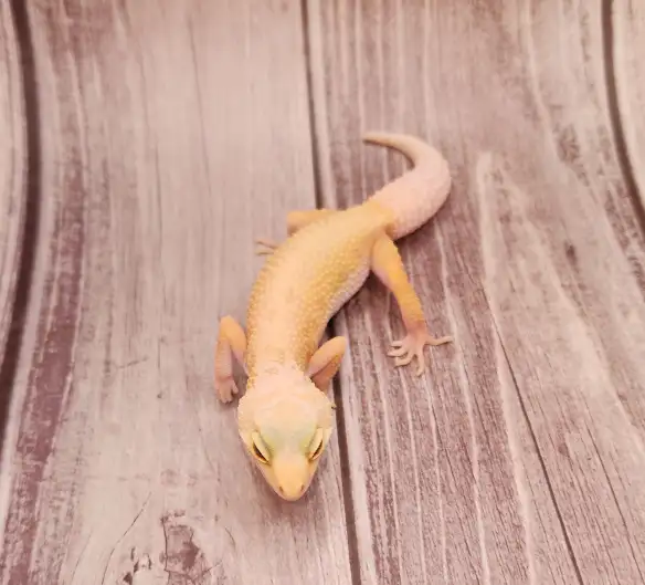 gecko leopard lemon leucistic - Photo 4